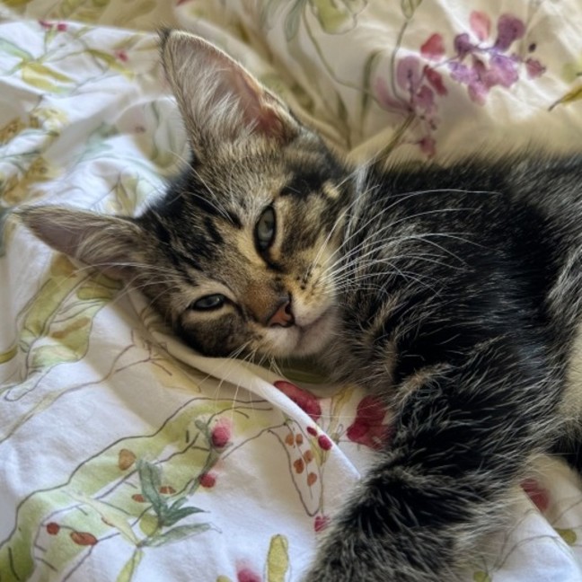 Photo of Socks