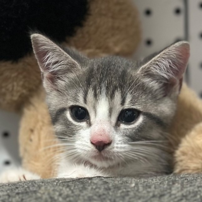 Photo of Bella 🌼🌻