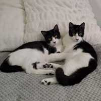 Photo of Rocky Road & Oreo