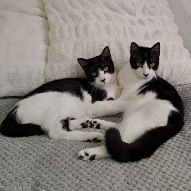 Photo of Rocky Road & Oreo