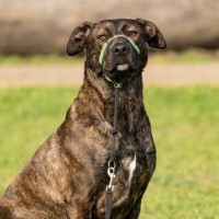 Photo of Bark Obama