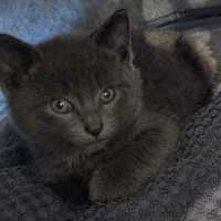 Photo of Jinkx Meowsoon