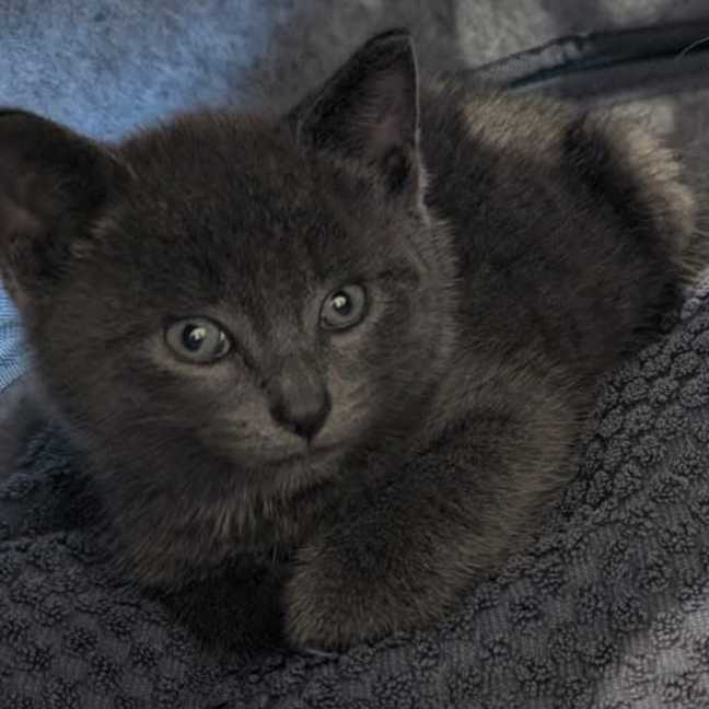 Photo of Jinkx Meowsoon