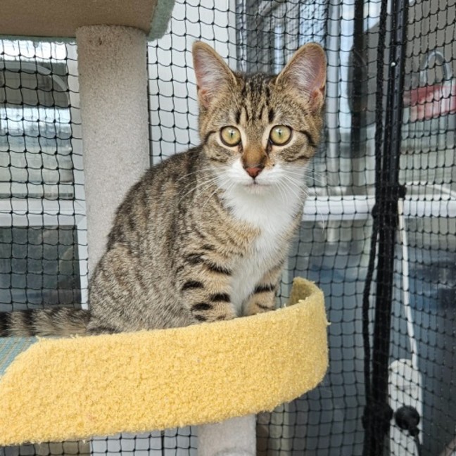 Photo of Pip