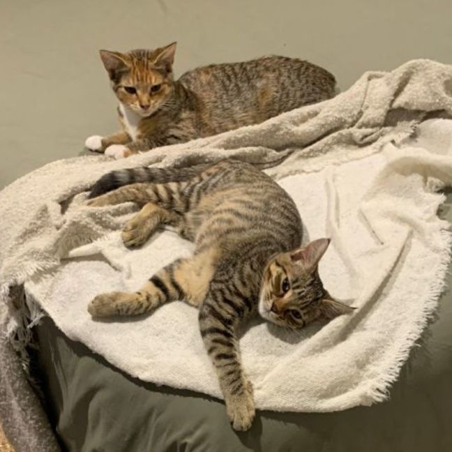 Photo of Sophia & Coco