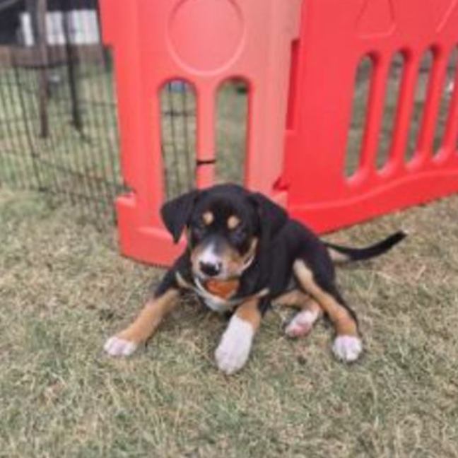 Photo of Koa