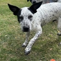 Photo of Casper (Bessie's Puppy)