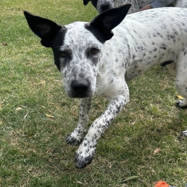 Photo of Casper (Bessie's Puppy)