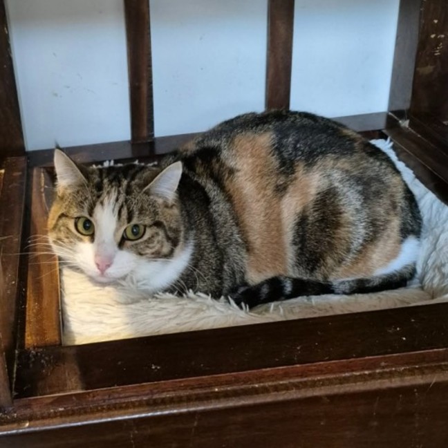 Photo of Honey Bunny ** 2nd Chance Cat Rescue **