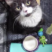 Photo of Odin **2nd Chance Cat Rescue **
