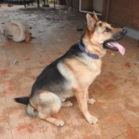 Photo of Odin