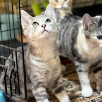 Photo of Dancer 🦌