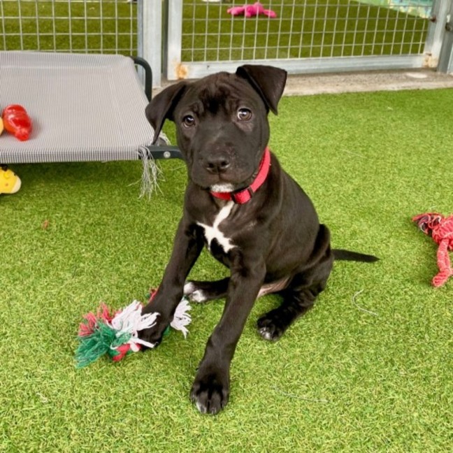 Photo of D1100 Humphrey