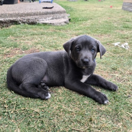 Aspen - Australian Kelpie x Border Collie Dog
