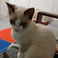 Photo of Possum
