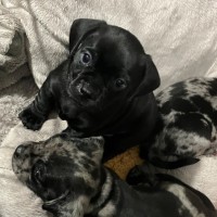 Photo of Ruby