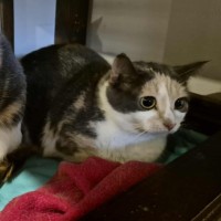 Photo of Claire **2nd Chance Cat Rescue**