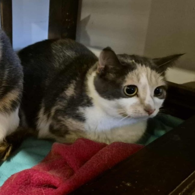 Photo of Claire **2nd Chance Cat Rescue**