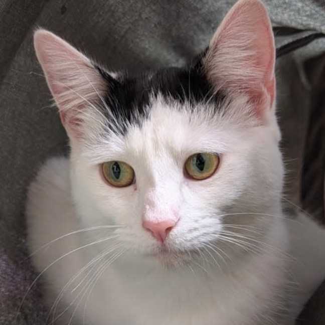 Photo of Diva