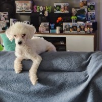 Photo of Pierre