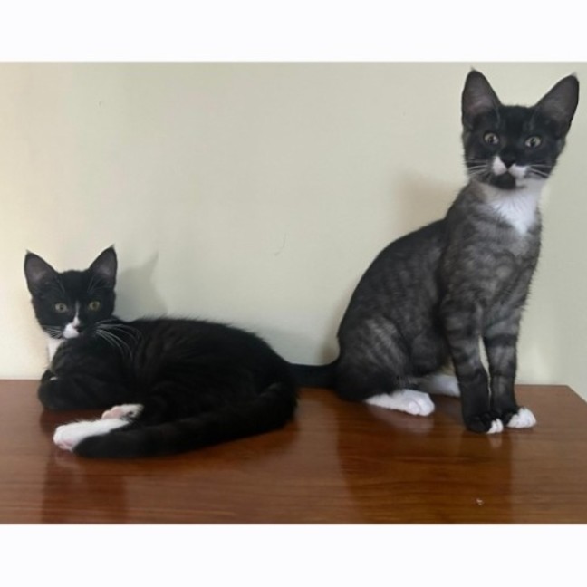 Photo of Felix And Socks