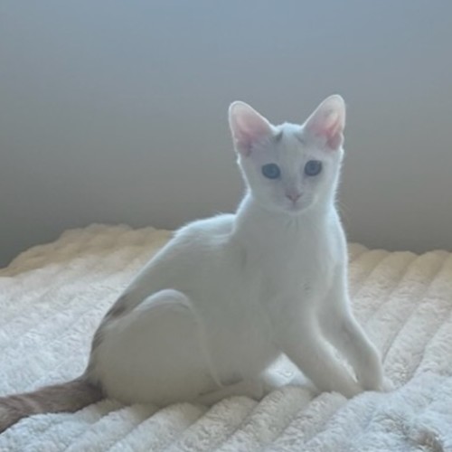 Crouton - Domestic Short Hair (DSH) Cat