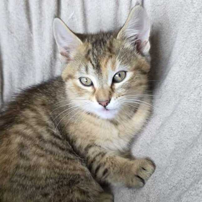 Photo of Amber ^^Dandy Cat Rescue^^