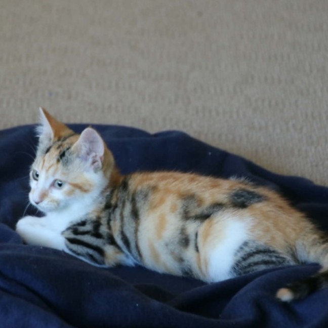 Photo of Harman   Meet Me @ Petstock Prahran 15 Feb