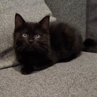 Photo of Chucky