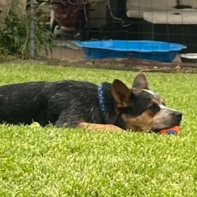 Photo of Zeek   1.5 Year Old Cattle Dog