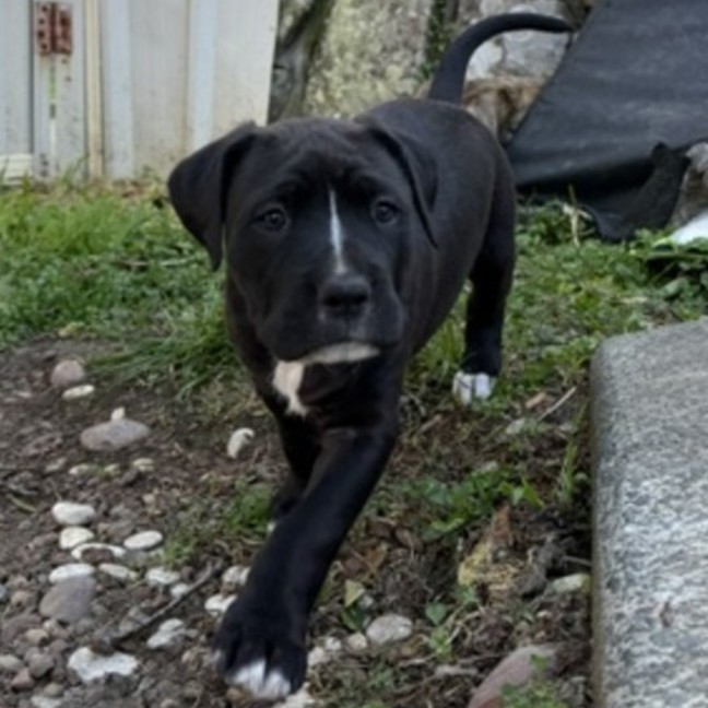Photo of Cora