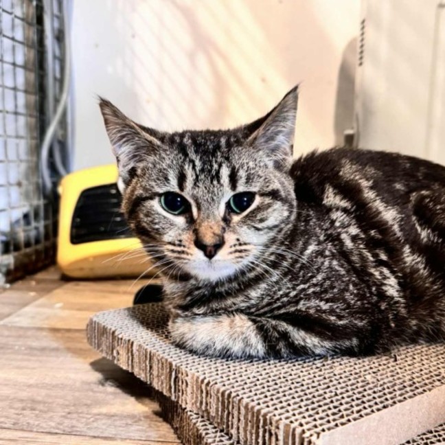 Photo of Novak Djokovic **2nd Chance Cat Rescue**