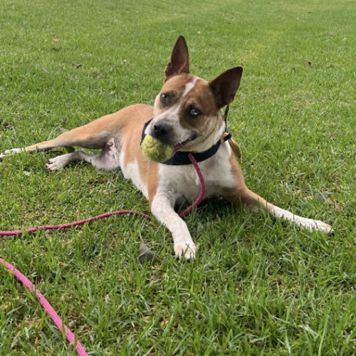 Red - Australian Cattle Dog