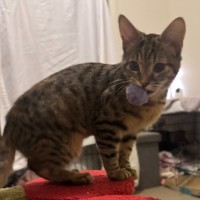 Photo of Ivy