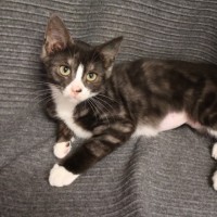 Photo of Sweet Pea