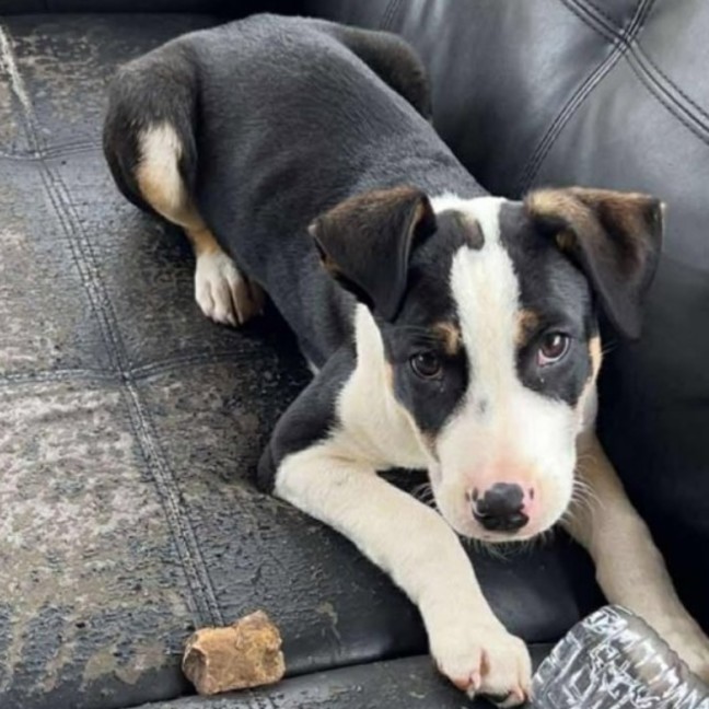 Photo of Odie