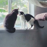 Photo of Makita   In Foster Care In Northcote