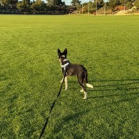 Photo of Poppy