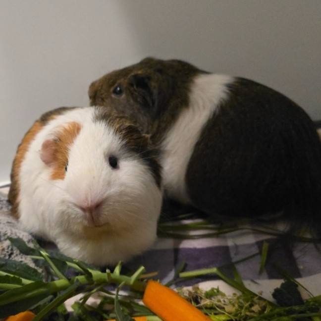 Photo of Bean & Pop Corn