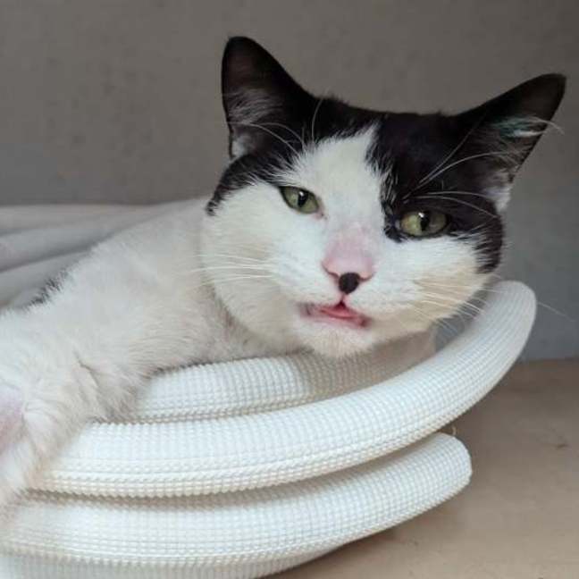 Photo of Plush**2nd Chance Cat Rescue**