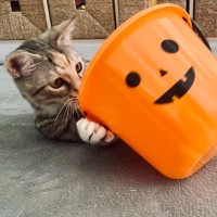 Photo of Trixie