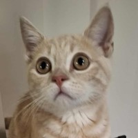 Photo of Rocket