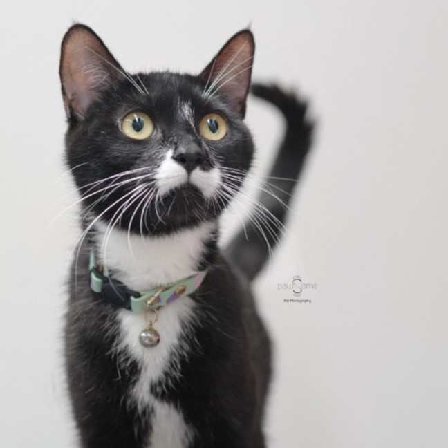 Photo of Missy Moo **2nd Chance Cat Rescue**