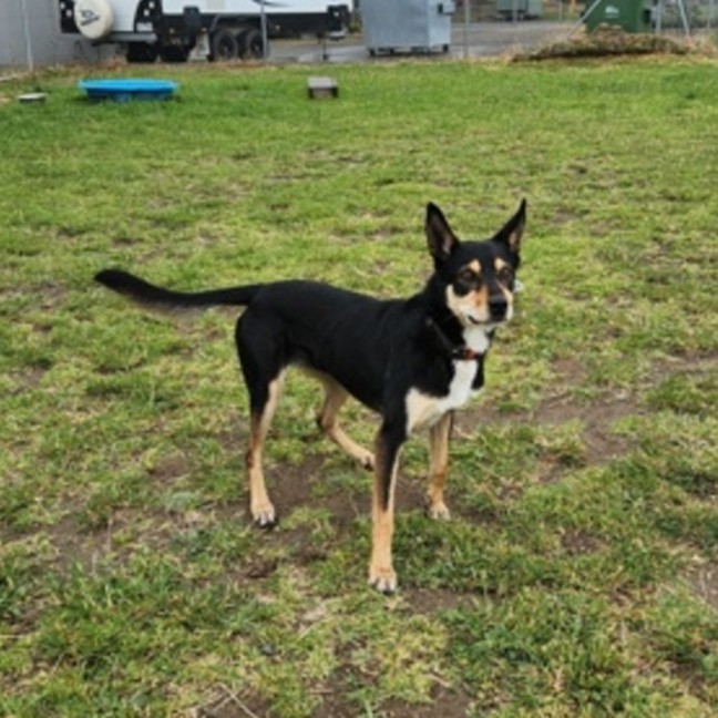 Photo of Princess (67619)