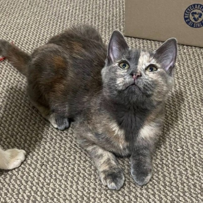 Photo of Kiwi