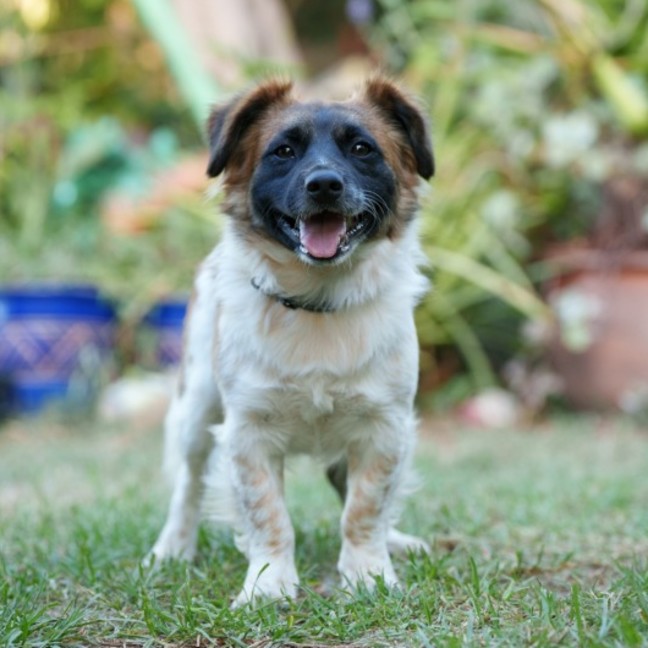 Photo of Rubble & Billy 