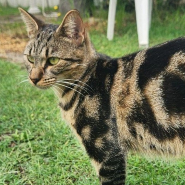 Photo of Obi