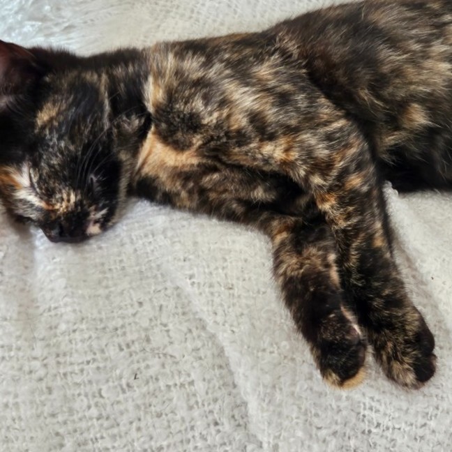 Photo of Millie