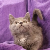 Photo of Crumb