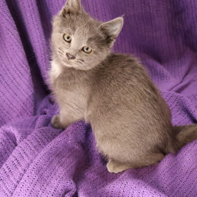 Photo of Dollop